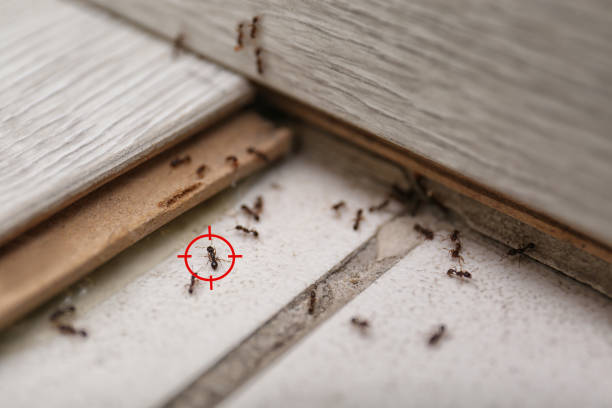 Best Spider Control Near Me  in Fkville, AL