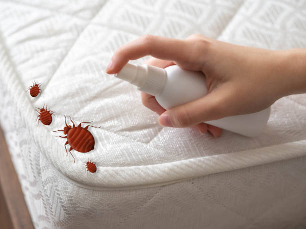 Best Pest Control Near Me  in Fkville, AL
